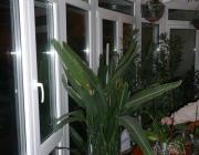 T29, Műanyag nyílászárós télikert növényekkel